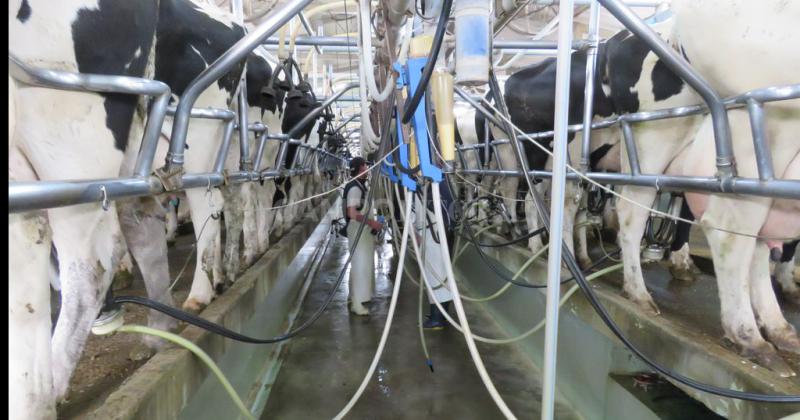 Argentina lideroacute la produccioacuten de leche mundial en 2021