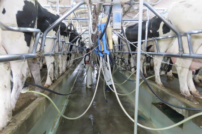 Argentina lideroacute la produccioacuten de leche mundial en 2021