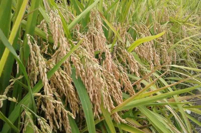 Entre Riacuteos- la sequiacutea histoacuterica retrasoacute la cosecha de arroz y sorgo