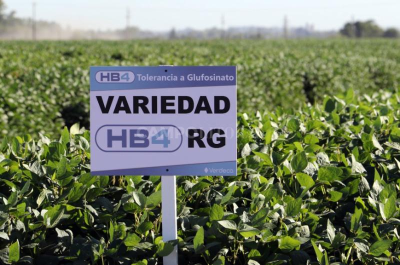 China aproboacute la soja HB4 tolerante a sequiacutea