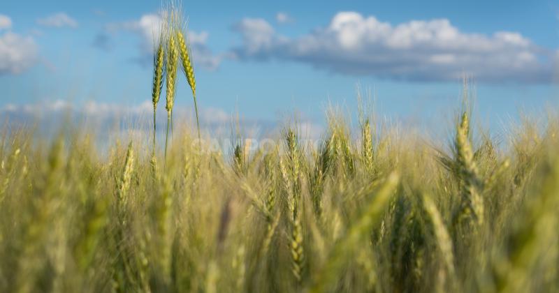 En el norte el trigo no es marginal sino que tiene otro potencial