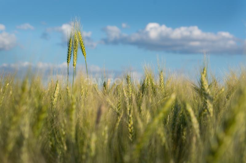 En el norte el trigo no es marginal sino que tiene otro potencial