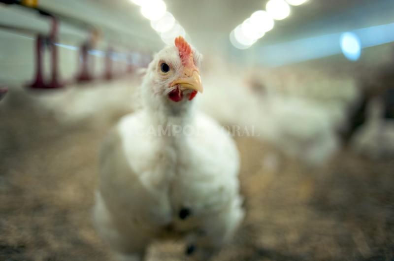 Agua y carbono- los pollos argentinos entre los maacutes sustentables