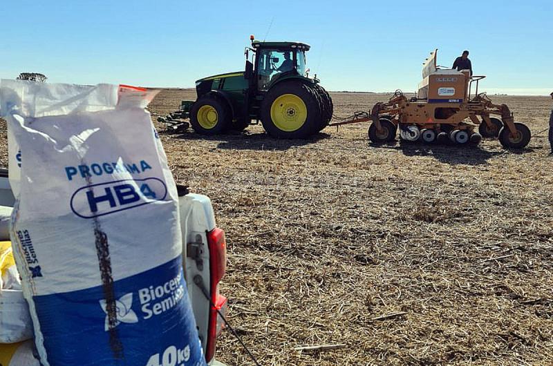 Brasil comienza a sembrar el trigo transgeacutenico HB4