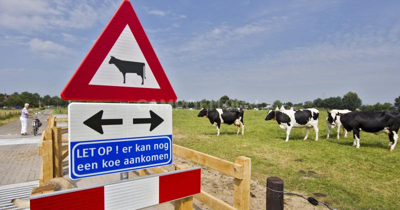 Holanda propone reducir su stock vacuno