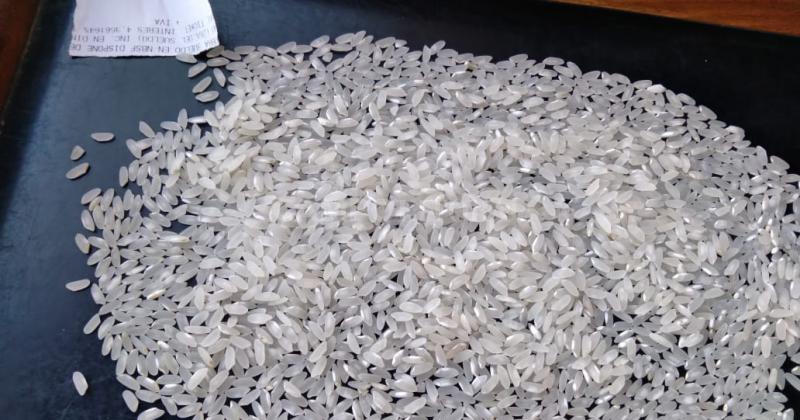 Nuevo arroz santafesino rinde 50-en-porciento- maacutes