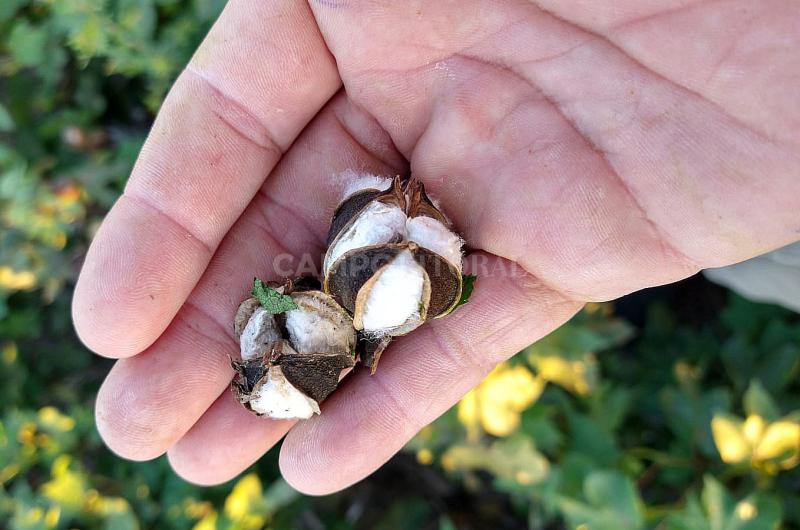 Se derrumboacute casi 35-en-porciento- la cosecha de algodoacuten en Santa Fe