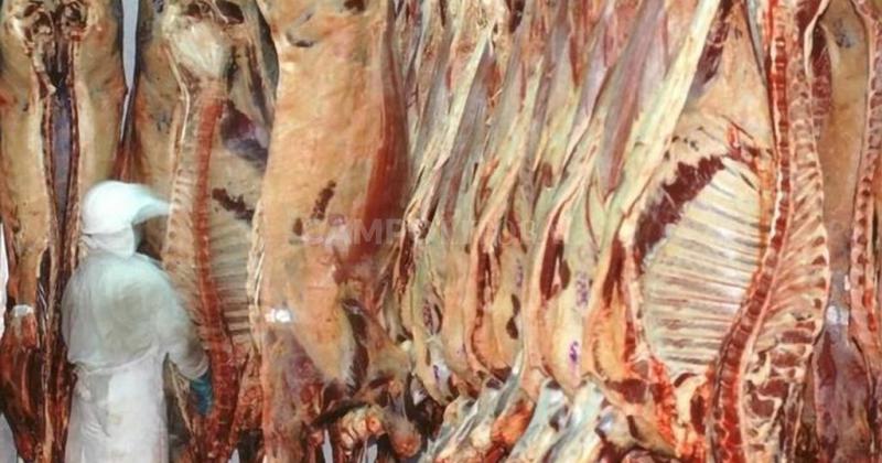 Produccioacutein de carne bovina en alza