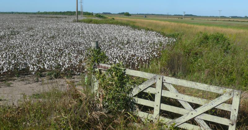 Santa Fe duplicariacutea la superficie algodonera