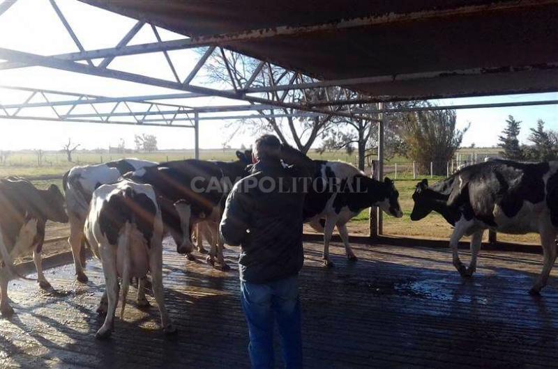 Geneacutetica en accioacuten- los ganadores de la 5deg competencia de Vacas a Campo