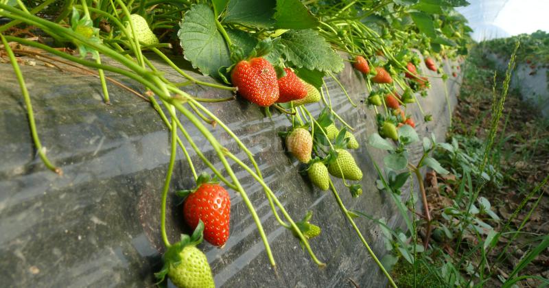 Clima y costos conspiraron contra los frutilleros