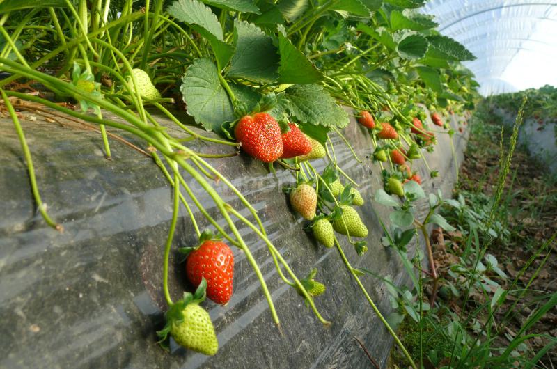 Clima y costos conspiraron contra los frutilleros