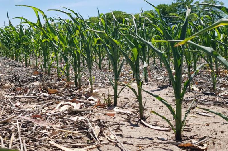 Lote de maíz temprano (de primera) con impacto de la helada y déficit hídrico en el centro del departamento Castellanos