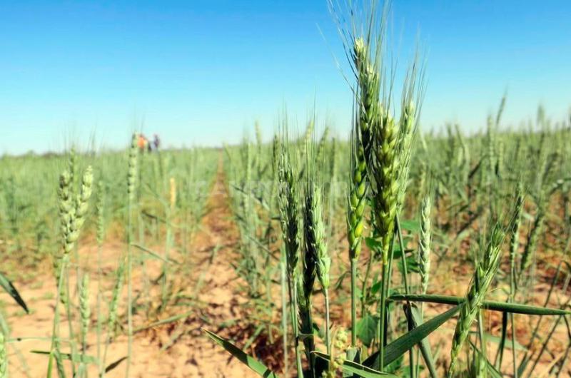 Proyectan 710000 toneladas menos de trigo en el centro norte santafesino