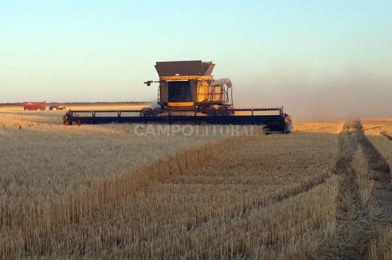 Lote de trigo en pleno proceso de cosecha con un rinde promedio de 40 qqha en el centro del departamento Castellanos