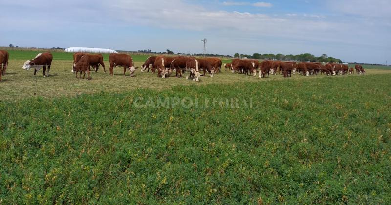 Manejo agronoacutemico para apaciguar la seca 