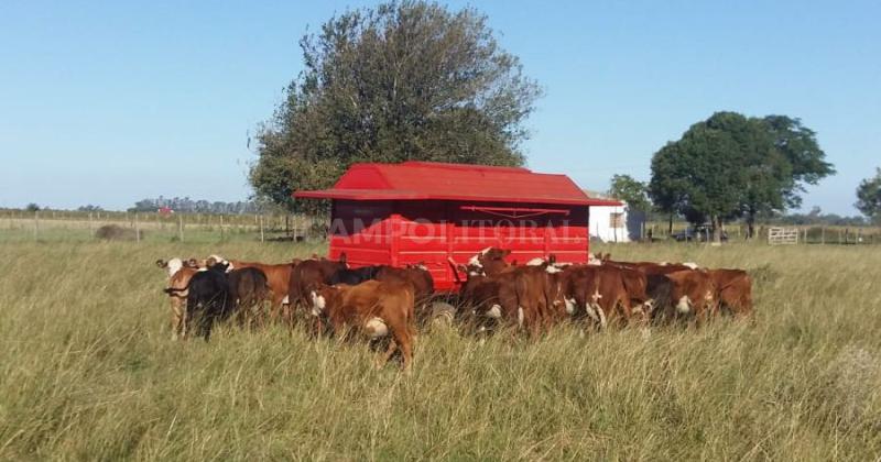 Manejo agronoacutemico para apaciguar la seca 