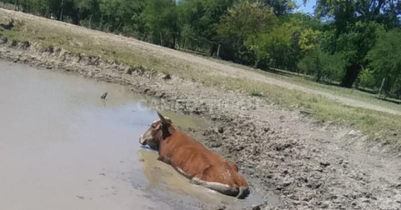 Pequentildeos ganaderos buscan acarrear agua en tanques o barriles para salvar su hacienda