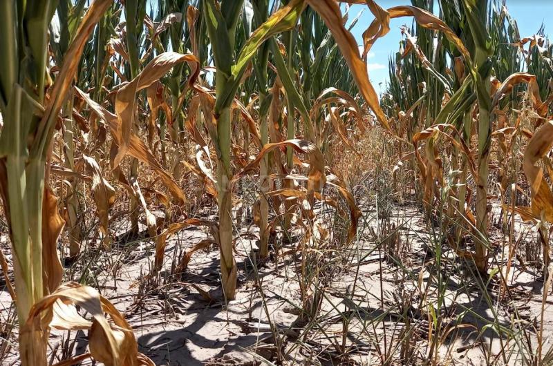 Lote de maíz temprano en comienzo del estadio de floración con impacto por estrés hídrico y térmico en el sureste del departamento Vera