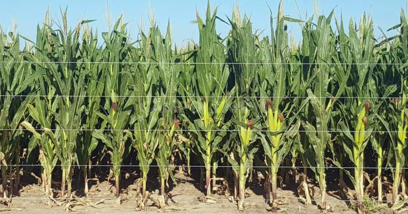 Escaso desarrollo de maíces en el centro- oeste del departamento San Martín