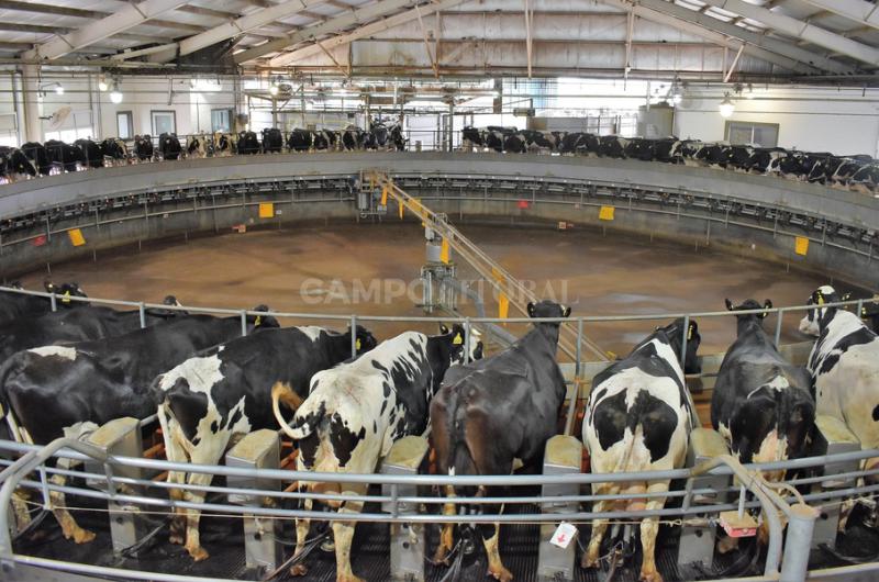 Piden ayuda para tamberos excluidos de las compensaciones que aportan los mayores voluacutemenes de leche