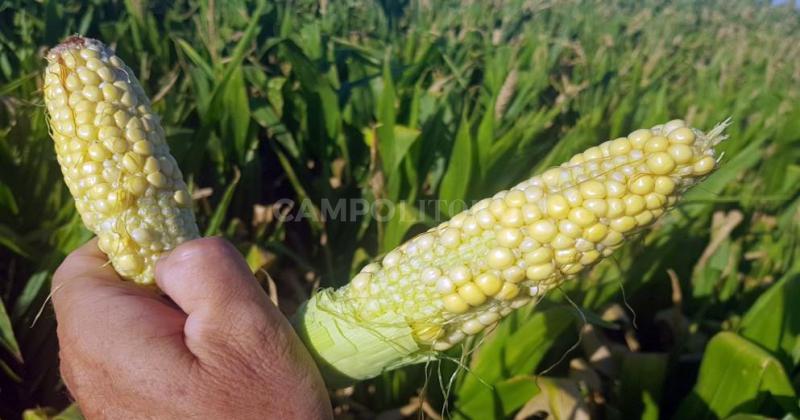 maíz temprano afectado por las condiciones ambientales en las que se desarrolló en el centro del departamento Castellanos