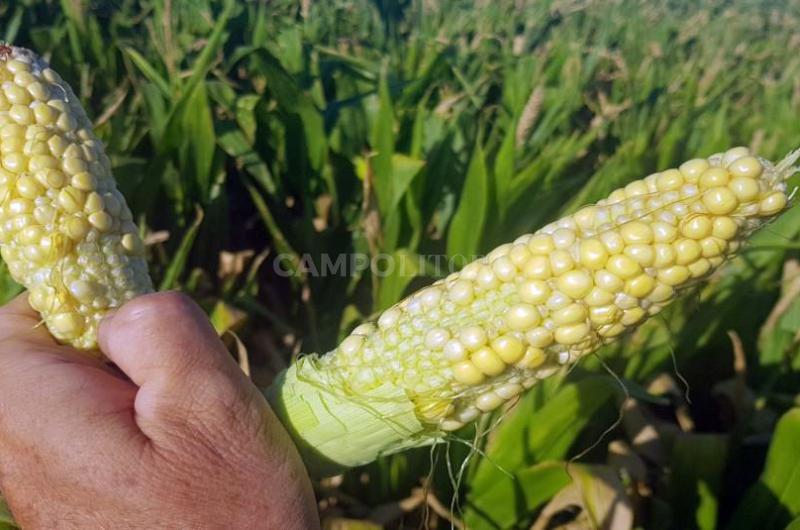 maíz temprano afectado por las condiciones ambientales en las que se desarrolló en el centro del departamento Castellanos