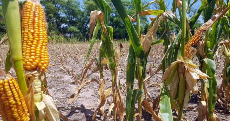 Maíz temprano impactado por la sequía en proceso de picadoembolsado en el centro-sur del departamento Castellanos