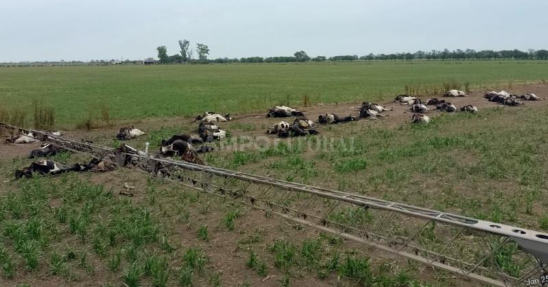 Sorgos toacutexicos por la sequiacutea- reportan muertes de vacas en la cuenca lechera
