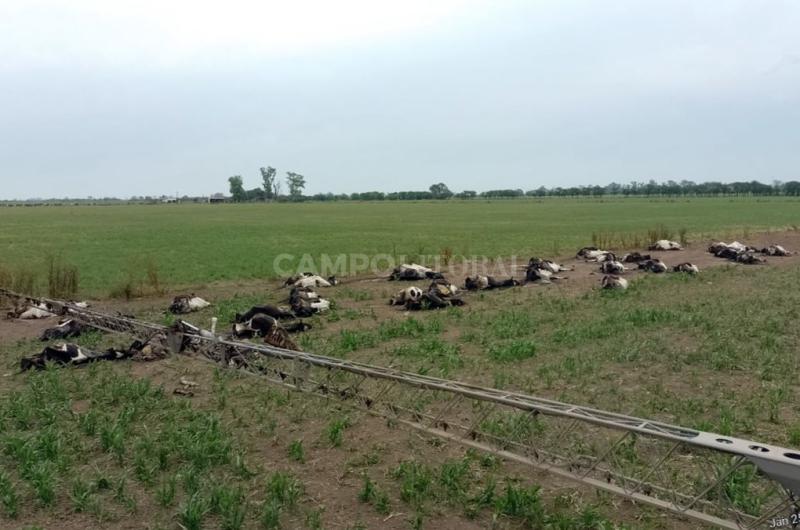 Sorgos toacutexicos por la sequiacutea- reportan muertes de vacas en la cuenca lechera