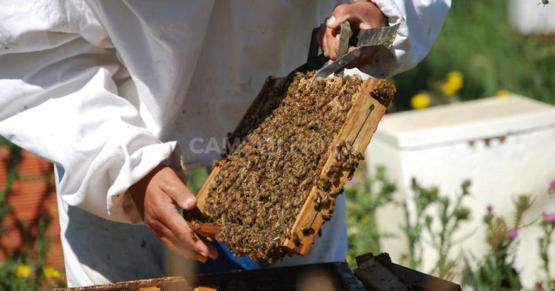 Sequiacutea y desdoblamiento cambiario combo fatal para la apicultura