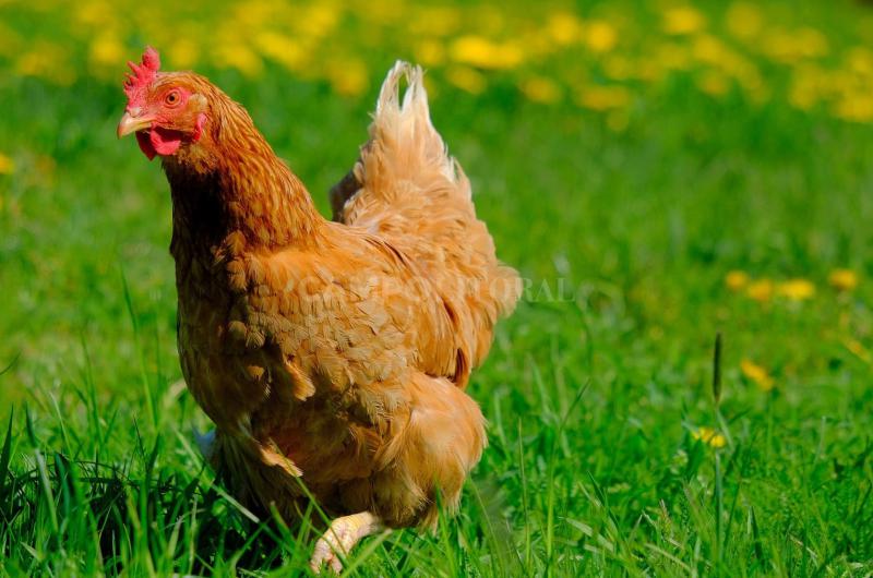 Nuevos casos de influenza aviar 