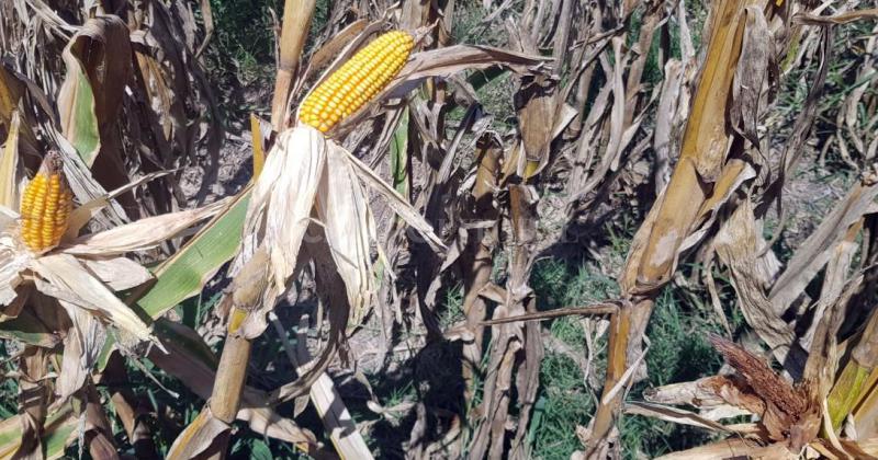 maíz temprano en madurez fisiológica en el centro del departamento Las Colonias