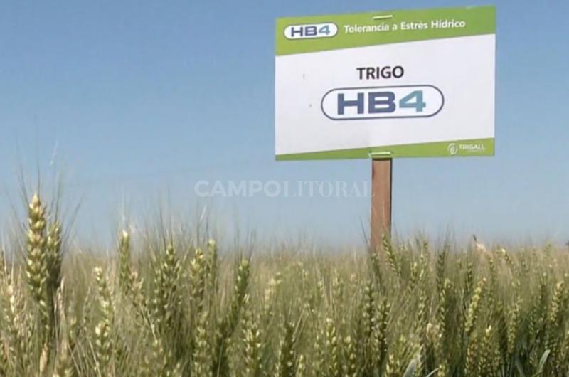 Brasil aproboacute el trigo HB4