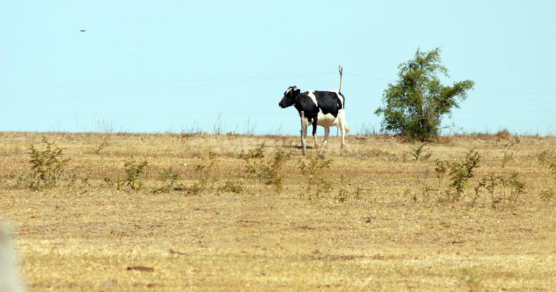 Convocan a la Mesa de Lecheriacutea de Santa Fe para analizar coacutemo pasar el invierno