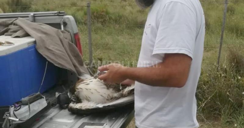 Buscan un GPS imprescindible para evitar la extincioacuten del Aacuteguila Coronada