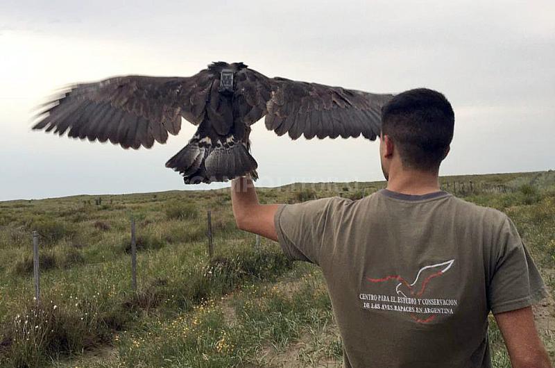Buscan un GPS imprescindible para evitar la extincioacuten del Aacuteguila Coronada