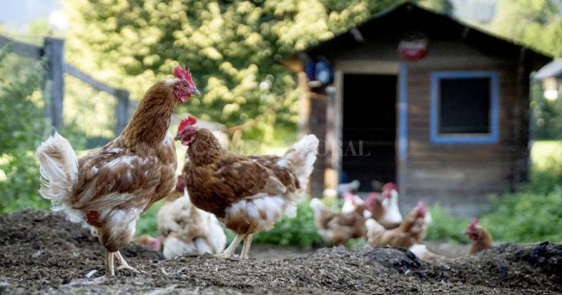 Santa Fe sumoacute otro caso de influenza aviar