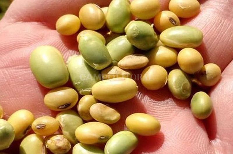 Hasta 90-en-porciento- de grano verde en partidas de soja del centro santafesino