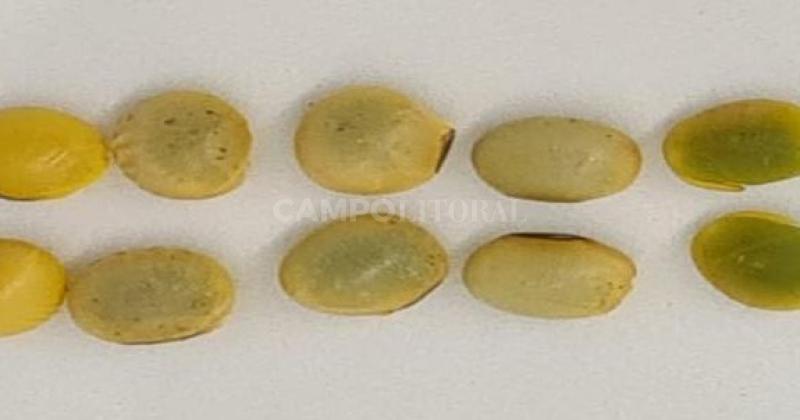 Diferentes tonalidades de semillas verde de muestras de soja recibidas en los laboratorios de la red ALAP