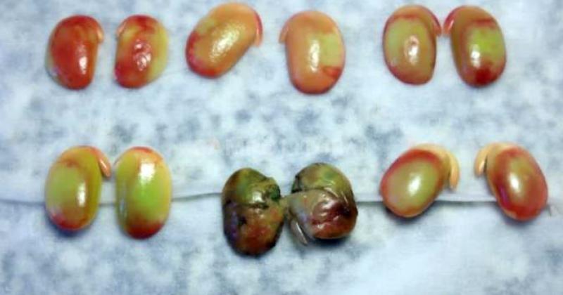 Anlisis de viabilidad por tetrazolio Se observan semillas con daños ambientales semillas verdes con diferentes tonalidades