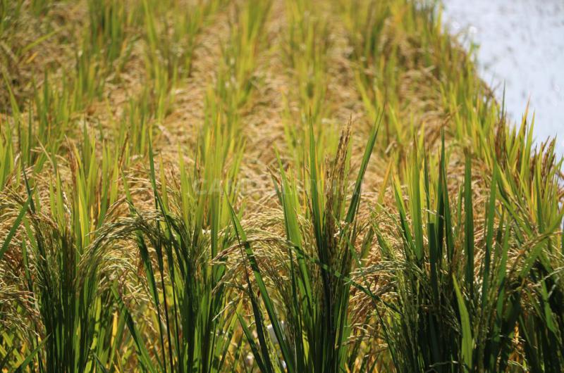 El arroz se incorporoacute al doacutelar agro