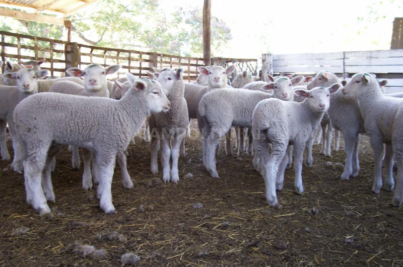 Creacuteditos para la produccioacuten ovina