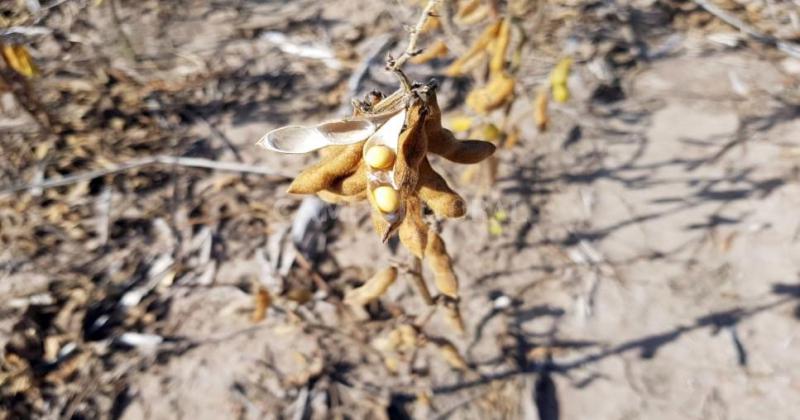 Sólo dos porotos por chaucha en un lote del centro del departamento Castellanos