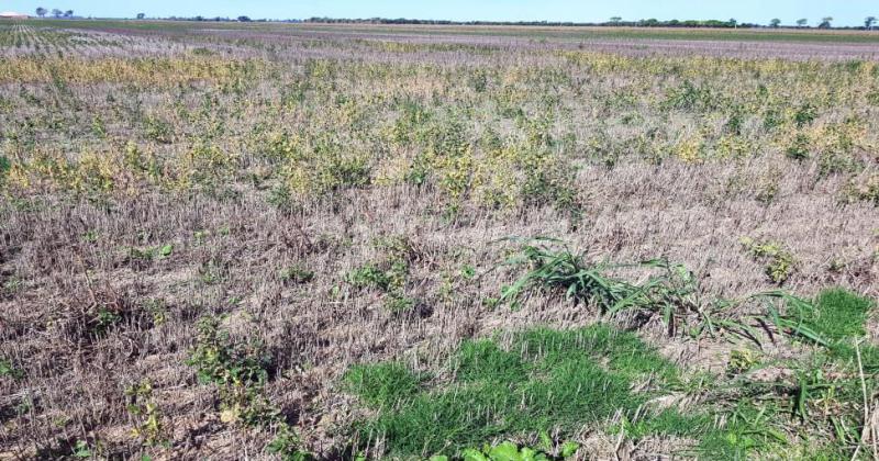 Soja de 2° con marcado impacto por ausencia de lluvias en el centro oeste del departamento Las Colonias