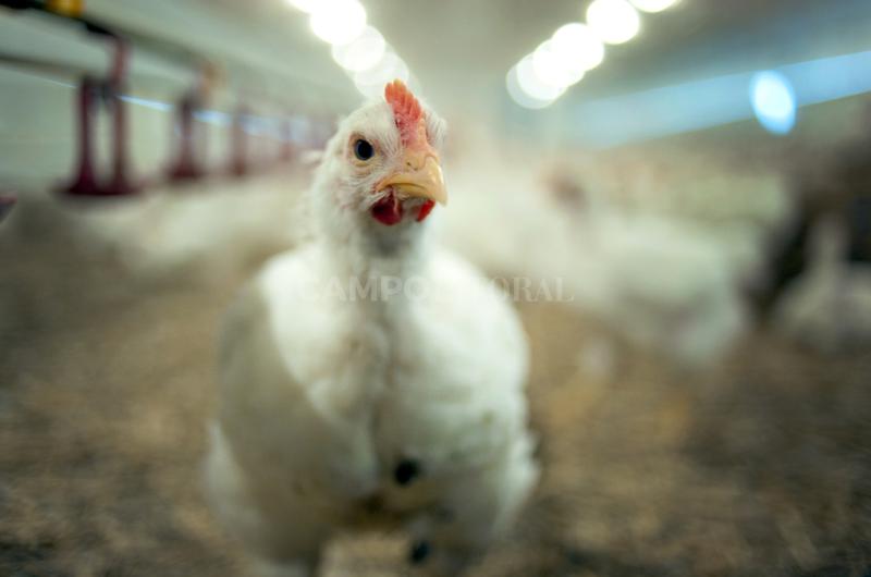 Gripe aviar- la vacunacioacuten bajo anaacutelisis