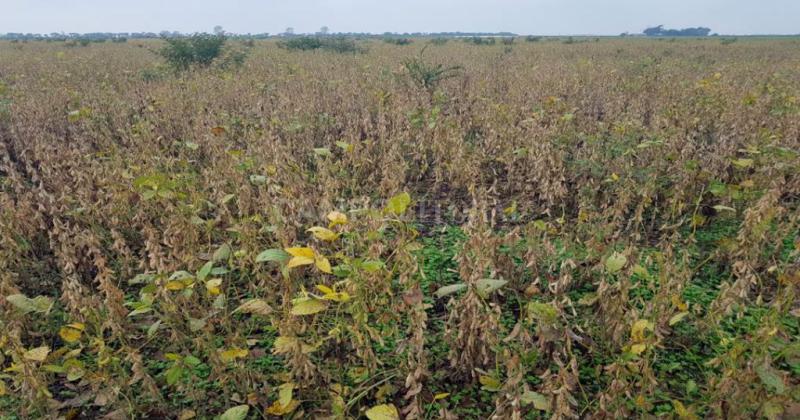 La sequiacutea tambieacuten complicoacute el manejo de malezas