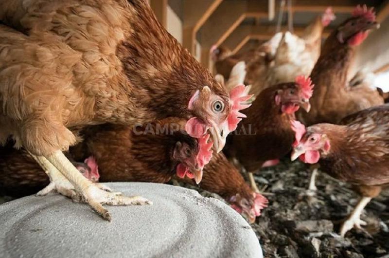 Miles de aves sacrificadas en Entre Riacuteos tras confirmarse el primer brote de influenza aviar en la provincia