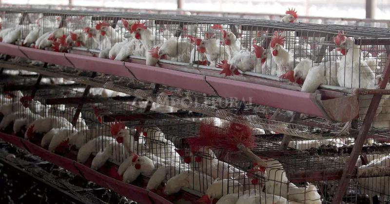 Se detectoacute otro caso de gripe aviar en Entre Riacuteos