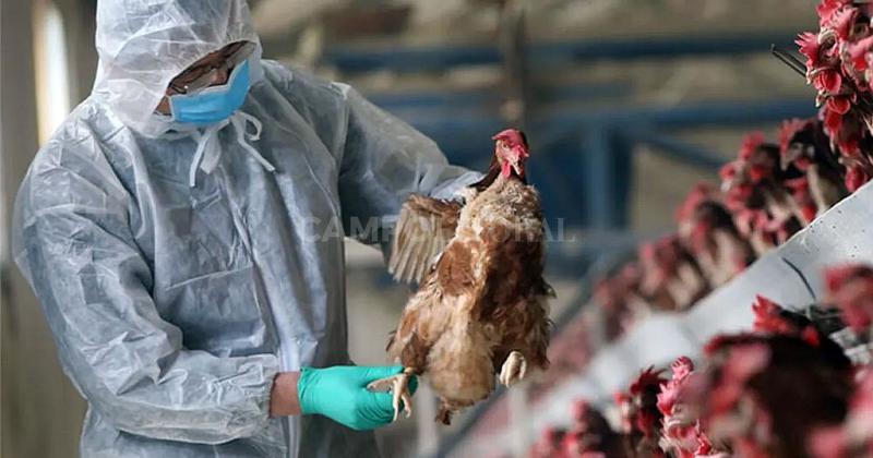 Gripe aviar- CRA reclama al Senasa un plan de accioacuten